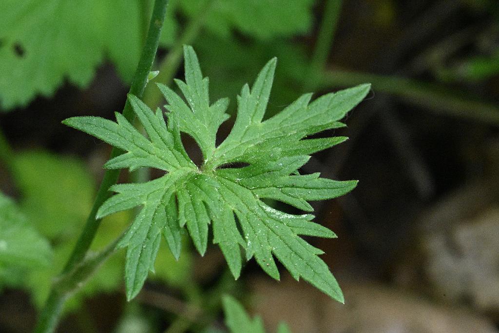 2025-06018818 Acton Arboretum, MA.JPG - Kidneyleaf Buttercup. Acton Arboretum, MA, 6-1-2025